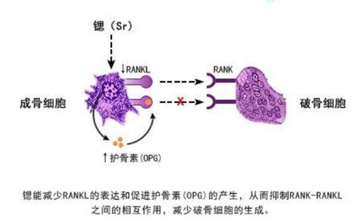 探密丨鍶與人體健康到底存在什么樣的關(guān)系？